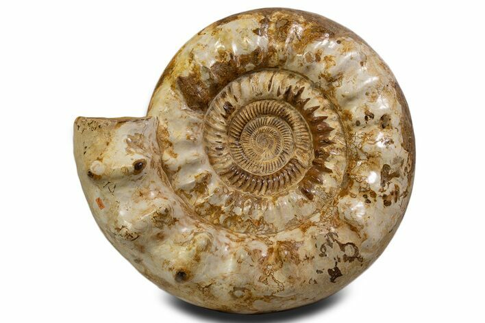 Massive Jurassic Ammonite (Kranosphinctes) Fossil - Madagascar #337212